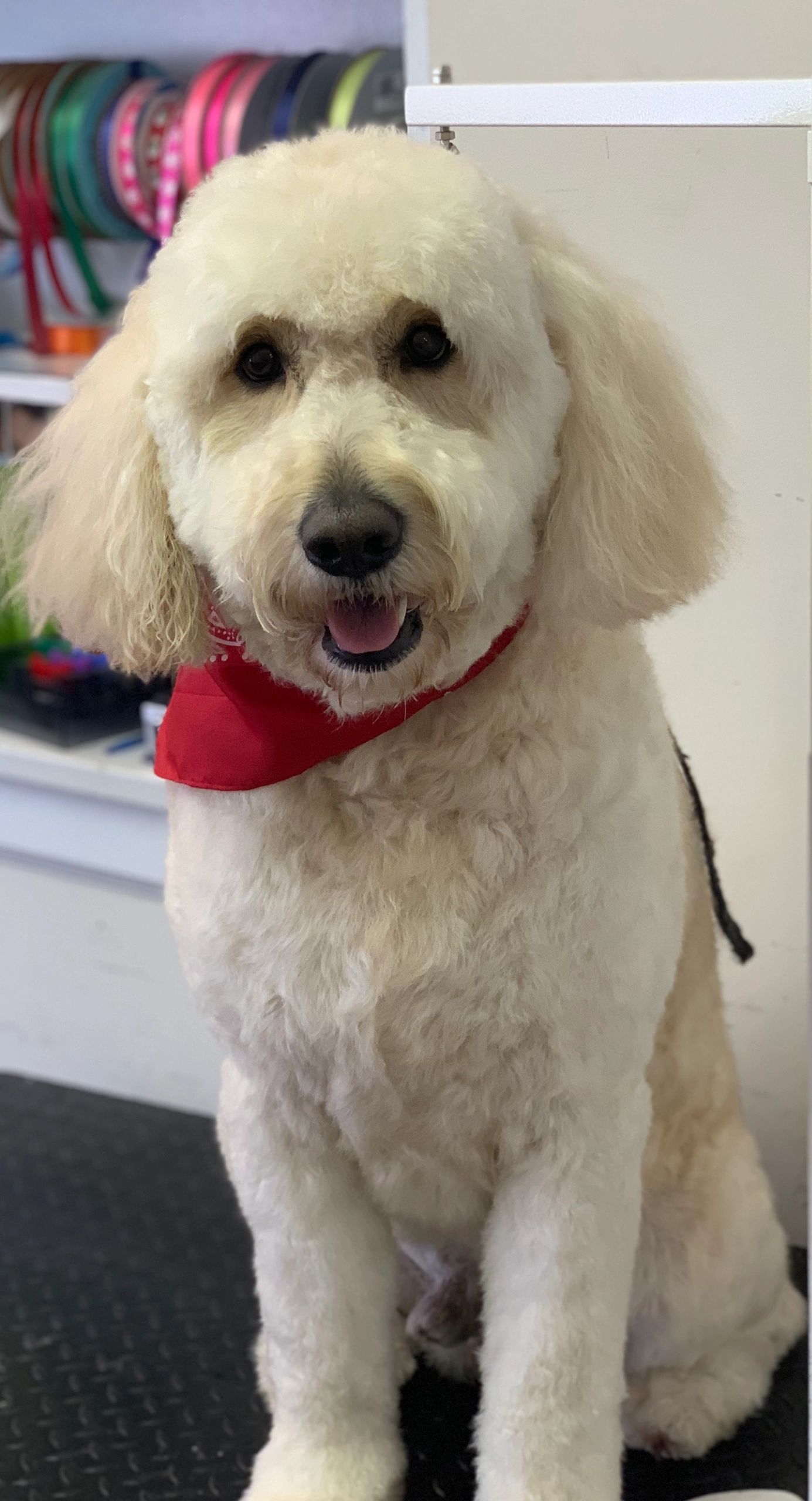 Doodles Poodles and fluffy coated dogs of all sizes and breeds
